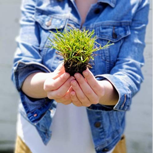 Zoysia Plugs - 150 Large Grass Plugs, Drought Tolerant, Low Mainte...