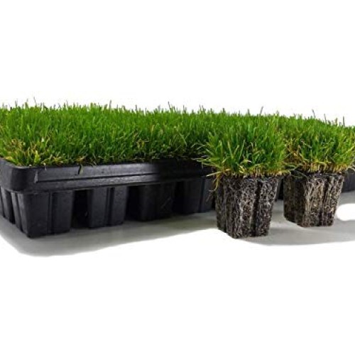 Zoysia Plugs - 200 Large Grass Plugs - Drought Tolerant, Low Maint...