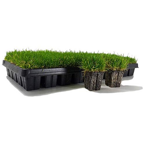 Zoysia Plugs - 200 Large Grass Plugs - Drought Tolerant, Low Maint...