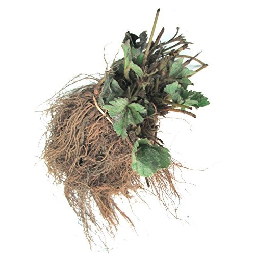 10 Plants - Albion Ever Bearing Strawberry Plants - Certified Heal...