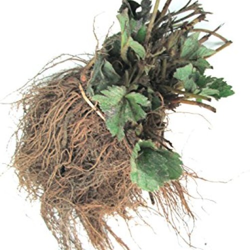 10 Plants - Albion Ever Bearing Strawberry Plants - Certified Heal...