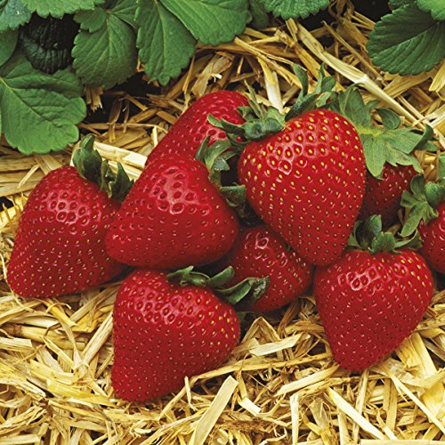 10 Plants - Albion Ever Bearing Strawberry Plants - Certified Heal...
