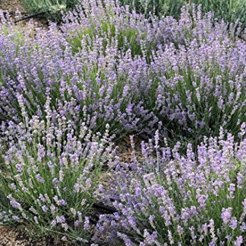 Zziggysgal Dried Lavender Bouquets, 4 per Order, Very Fresh Harves...