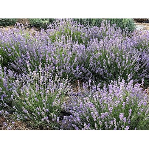 Zziggysgal Dried Lavender Bouquets, 4 per Order, Very Fresh Harves...