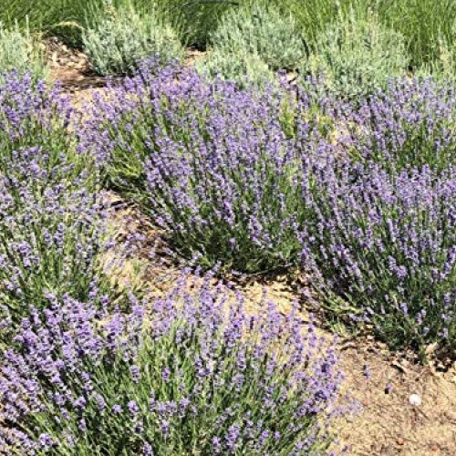 Zziggysgal Dried Lavender Bouquets, 4 per Order, Very Fresh Harves...