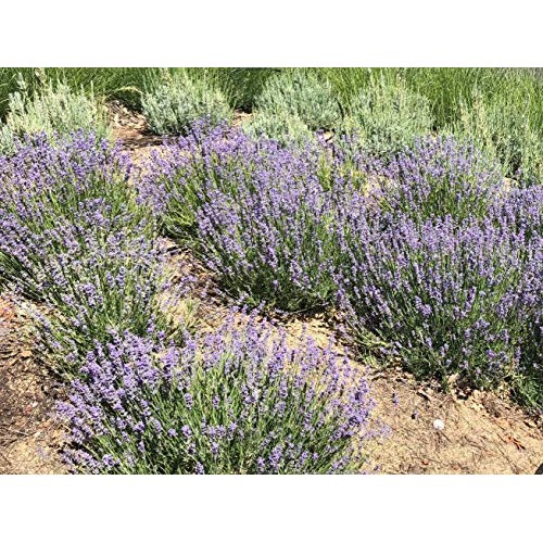 Zziggysgal Dried Lavender Bouquets, 4 per Order, Very Fresh Harves...