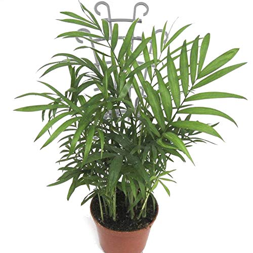 6 Pack Plant Climbing Trellis DIY Garden Plastic Mini Superimpo...