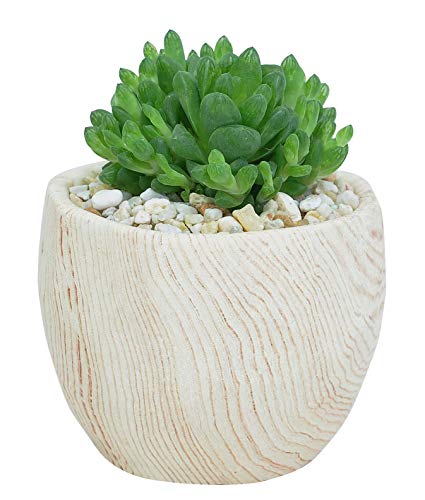 pumpkin seeds garden Pedigree Field Pumpkin Seeds: Up to 50 lbs