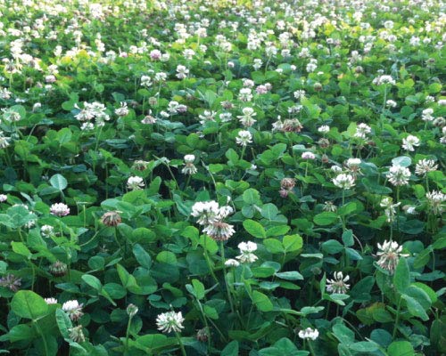 Caudill Seed | Climax Timothy Seed
